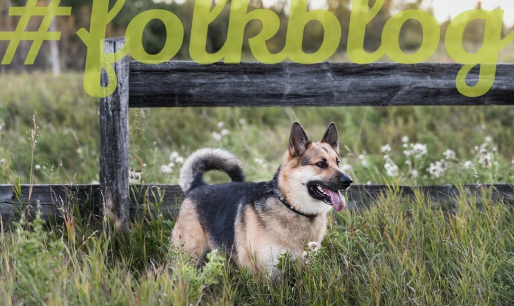 Pies miał kiedyś zadanie obronne. Zdjęcie owczarka w trawie, przy ogrodzeniu drewnianym. Na górze napis folkblog.