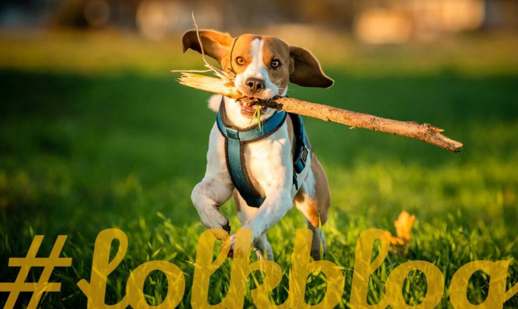 Zapewnij psu aktywność fizyczną. Zdjęcie biegnącego z gałęzią w pysku psa na trawie. na dole żółty napis folkblog.