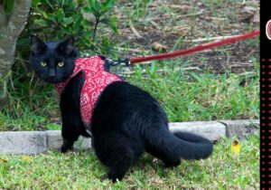 Czy powinno się wychodzić z kotem na spacer. Zdjęcie czarnego kota w czerwonym we wzorki puszorku, na czerwonej smyczy.
