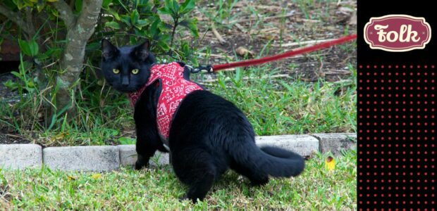 Czy powinno się wychodzić z kotem na spacer. Zdjęcie czarnego kota w czerwonym we wzorki puszorku, na czerwonej smyczy.