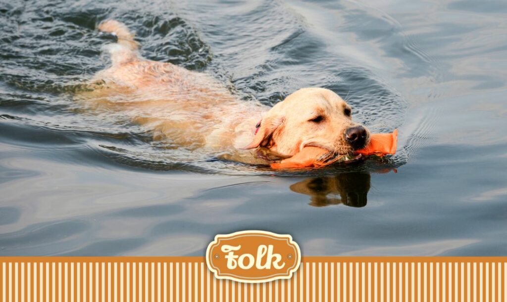 Golden lubi pływać. Zdjęcie goldena w wodzie, płynie i trzyma w zębach coś pomarańczowego. Na doel na pomarańczowym tle paski kremowe i logo FOLK na rudym tle. 