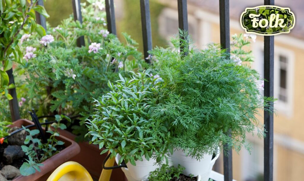 Ogródek na balkonie. Zdjęcie balkonowych doniczek z ziołami. Zielone logo FOLK. 