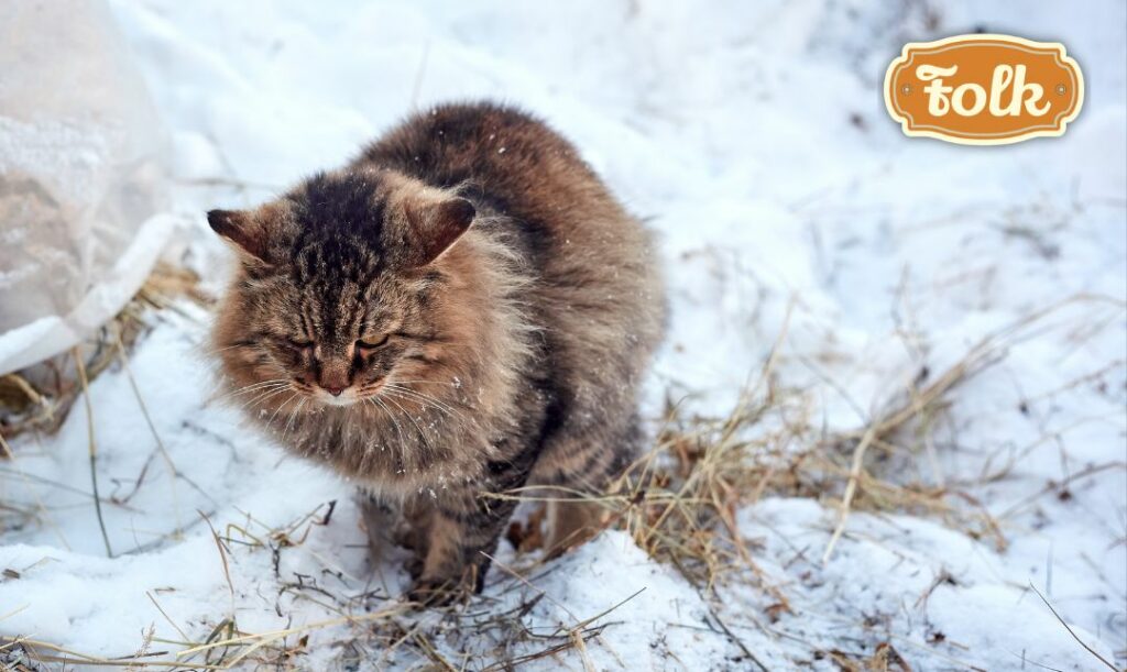 Ma silny instynkt łowiecki. Zdjęcie kota polującego na śniegu. 