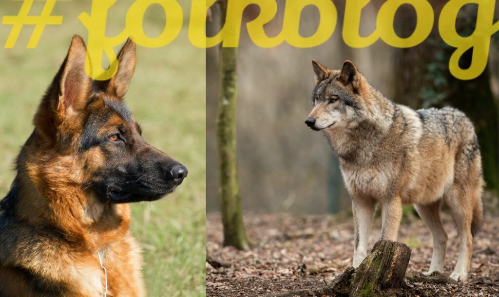 Pies jak wilk potrzebuje mięsa i roślin. Zdjęcie psa i wilka. na górze napis folkblog.