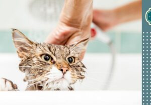 Czy można kąpać kota. Na zdjęciu wystająca z wanny mokra głowa małego kotka i ręce człowieka. Po prawej element w białe kropki na zielonkawym tle i szmaragdowe logo FOLK.