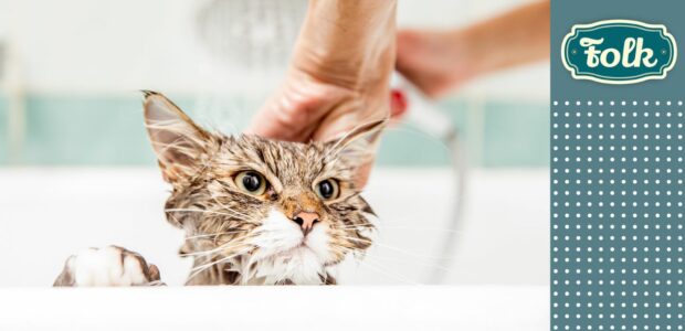 Czy można kąpać kota. Na zdjęciu wystająca z wanny mokra głowa małego kotka i ręce człowieka. Po prawej element w białe kropki na zielonkawym tle i szmaragdowe logo FOLK.
