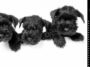 Sznaucer miniaturowy. Na białym tle trzy szczeniaki sznaucera w czarnym kolorze. Po prawej stronie na czarnym tle białe kropki i czarno-białe logo FOLK.