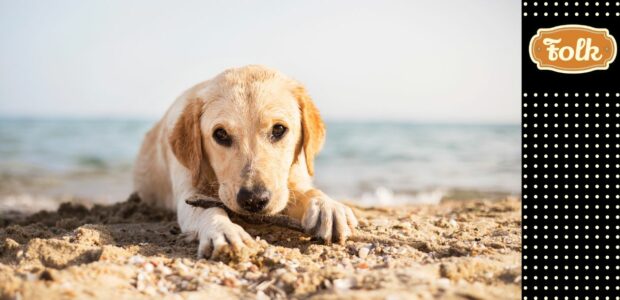 8 sposobów, jak ochronić psa przed upałem. Zdjęcie leżącego małego labradora na plaży. Z prawej kropki i logo FOLK na rudym tle.