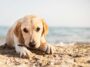 8 sposobów, jak ochronić psa przed upałem. Zdjęcie leżącego małego labradora na plaży. Z prawej kropki i logo FOLK na rudym tle.