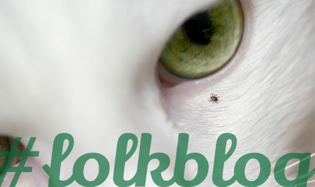 Kleszcz szuka delikatnych miejsc. Zbliżenie na okolice oka białego kota z zielonymi tęczówkami. Obok oka mały kleszcz. na dole napis folkblog. 