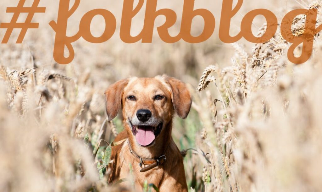 Pies zostawiony na upale narażony jest na udar cieplny i poparzenia. Zdjęcie biegnącego psa w zbożu. Na górze napis folkblog.