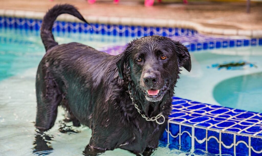 Pozwól psu się kąpać jeśli lubi. Zdjęcie mokrego czarnego psa stojącego na płytkim basenie. 