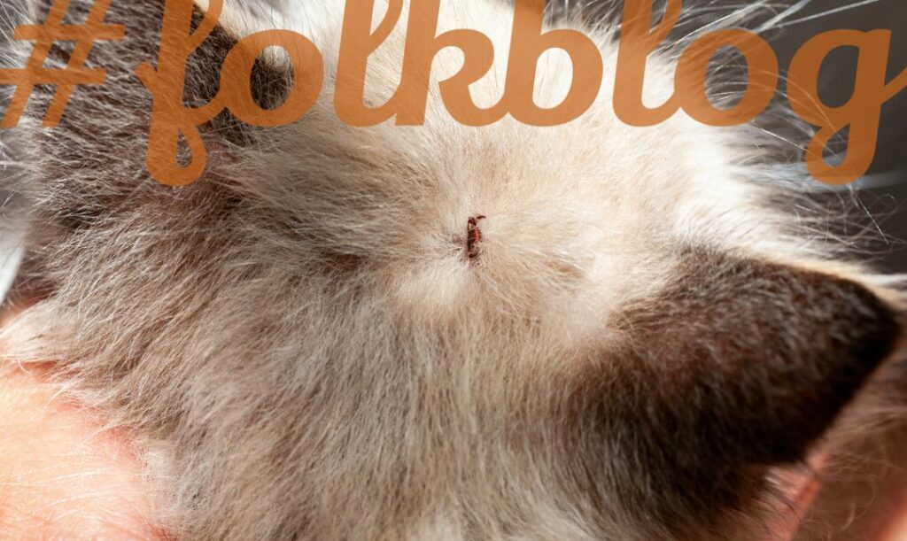 Profilaktycznie sprawdzaj skórę. Na zdjęciu zbliżenie na rozchyloną sierść na głowie kota, w której jest kleszcz. Na górze pomarańczowy napis folkblog. 