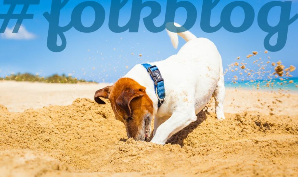 Psy kopią dołki, by się schłodzić. Zdjęcie psa kopiącego dół na plaży. Na górze napis folkblog. 