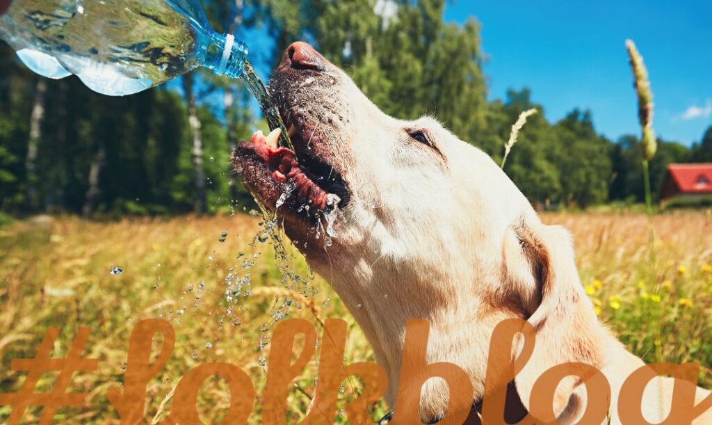 Zapewnij stały dostęp do chłodnej wody. Na zdjęciu ktoś leje psu do pyska wodę z butelki na tle pola ze zbożem. Na dole napis folkblog. 