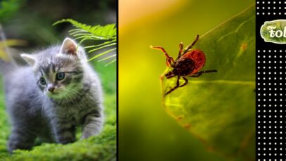 Kleszcz u kota - zagrożenia i zapobieganie. Po lewej mały szary kotek na trawie. Po prawej kleszcz na liściu. Zupełnie po prawej na czarnym tle kropki i logo FOLK na zielonym tle.