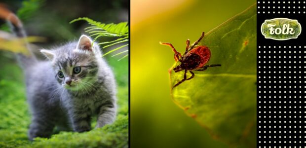 Kleszcz u kota - zagrożenia i zapobieganie. Po lewej mały szary kotek na trawie. Po prawej kleszcz na liściu. Zupełnie po prawej na czarnym tle kropki i logo FOLK na zielonym tle.